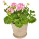 Rosa pelargonia