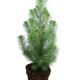 Tall Pinea