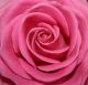 Rosa Ros