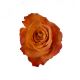 ORANGE ROSOR