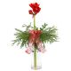 Röd amaryllis