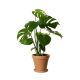 MONSTERA I TERRAKOTTAKRUKA