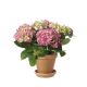 ROSA HORTENSIA I KRUKA